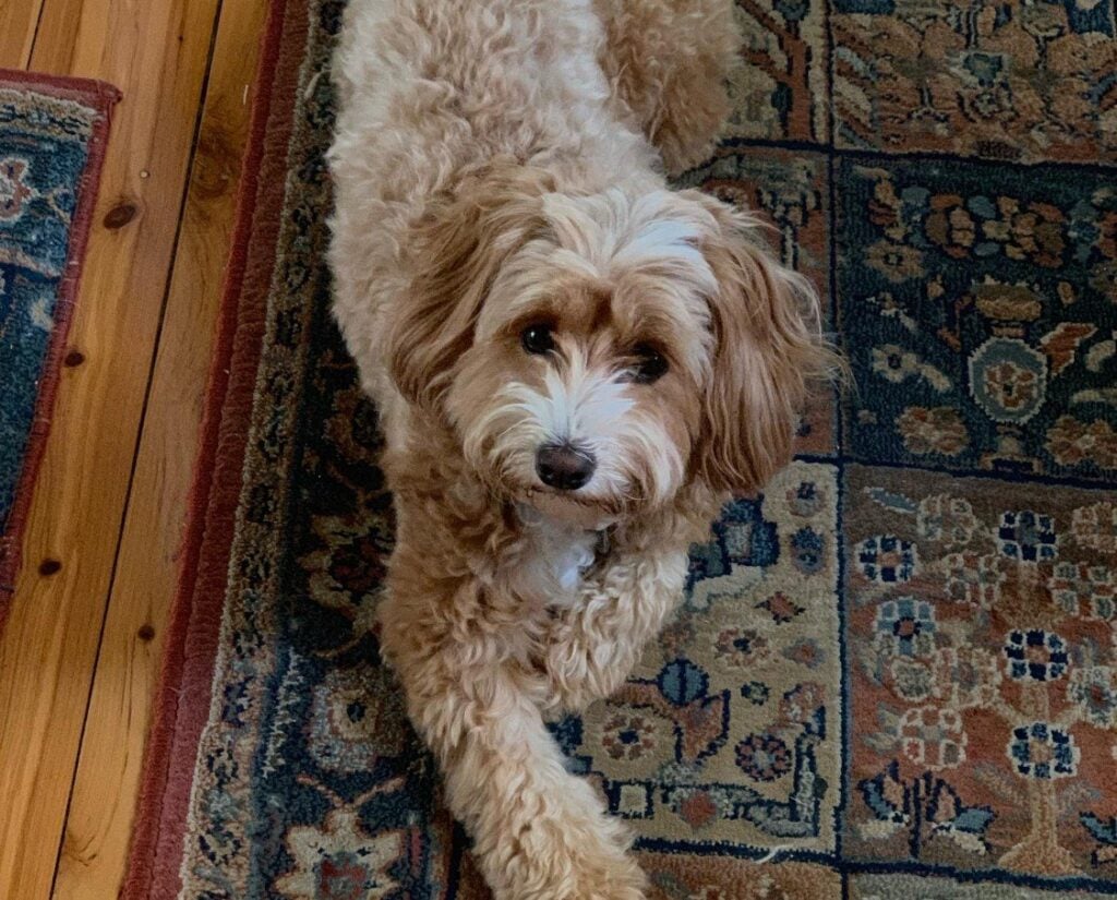 Pet Urine & Odour Removal for Persian Rugs