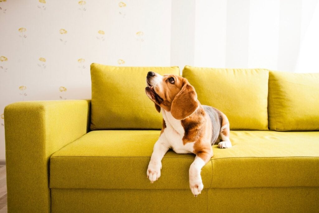 Pet Urine & Odour Removal for Upholstery